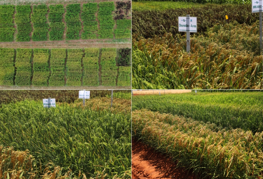 Emater Goiás e Embrapa Arroz e Feijão: pesquisa sobre uso de bioinsumos no cultivo de arroz em Porangatu